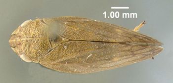 Media type: image;   Entomology 618405 Aspect: habitus dorsal view